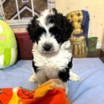 MURPHY – Schnoodle $2300
