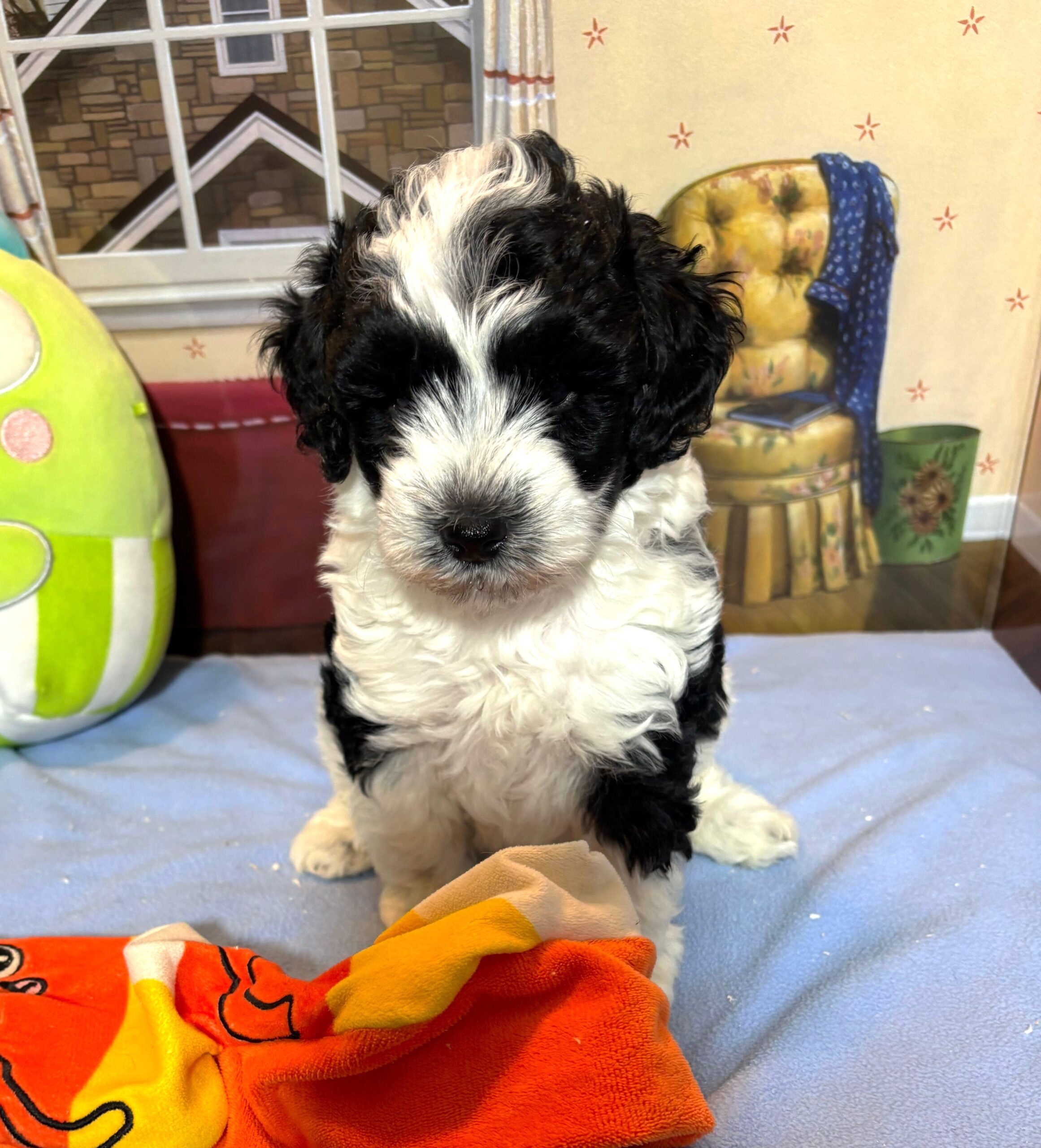 MURPHY – Schnoodle $2300