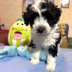 MURPHY – Schnoodle $2300
