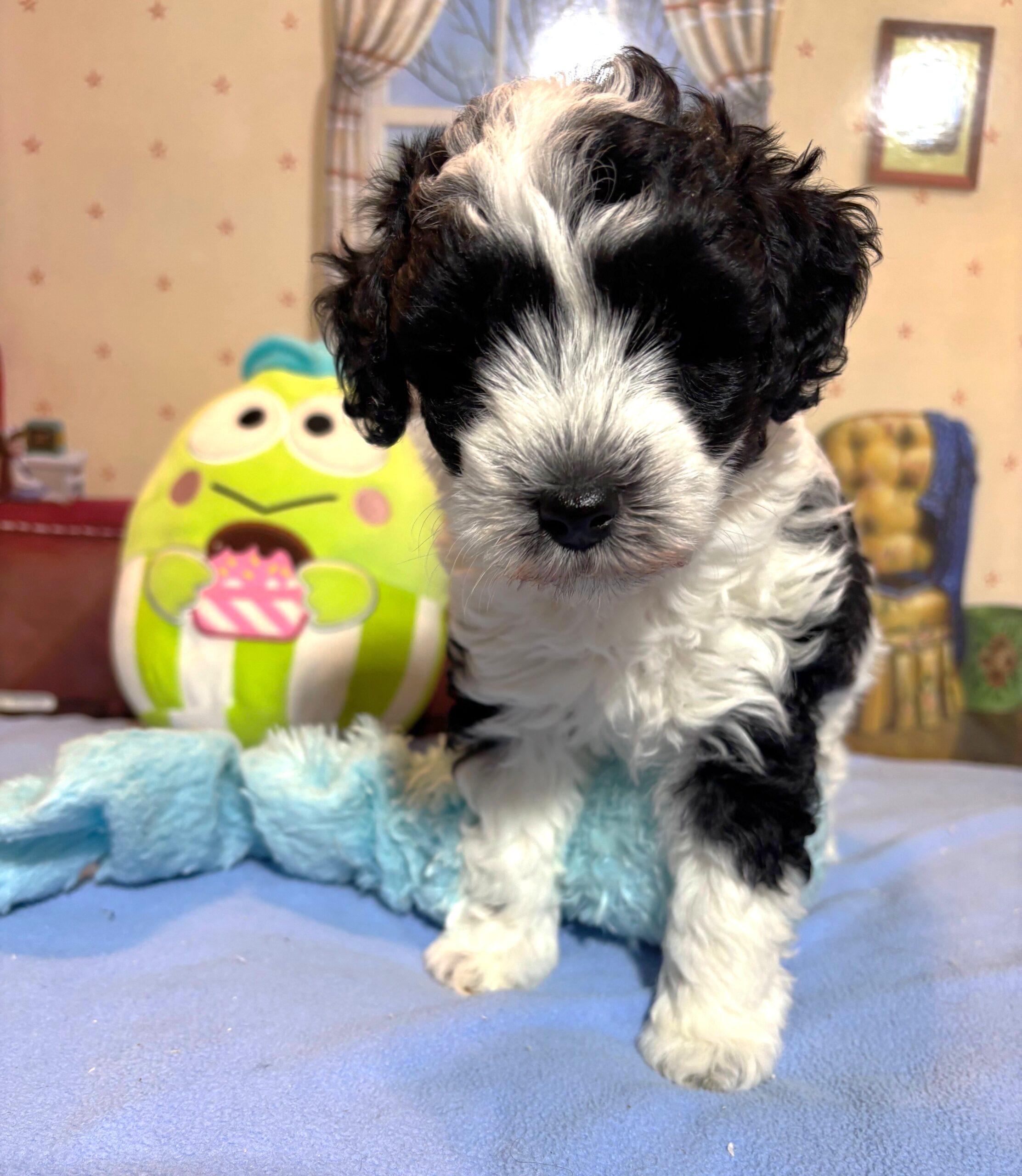 MURPHY – Schnoodle $2300
