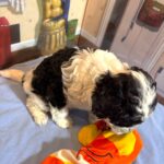 MURPHY – Schnoodle $2300
