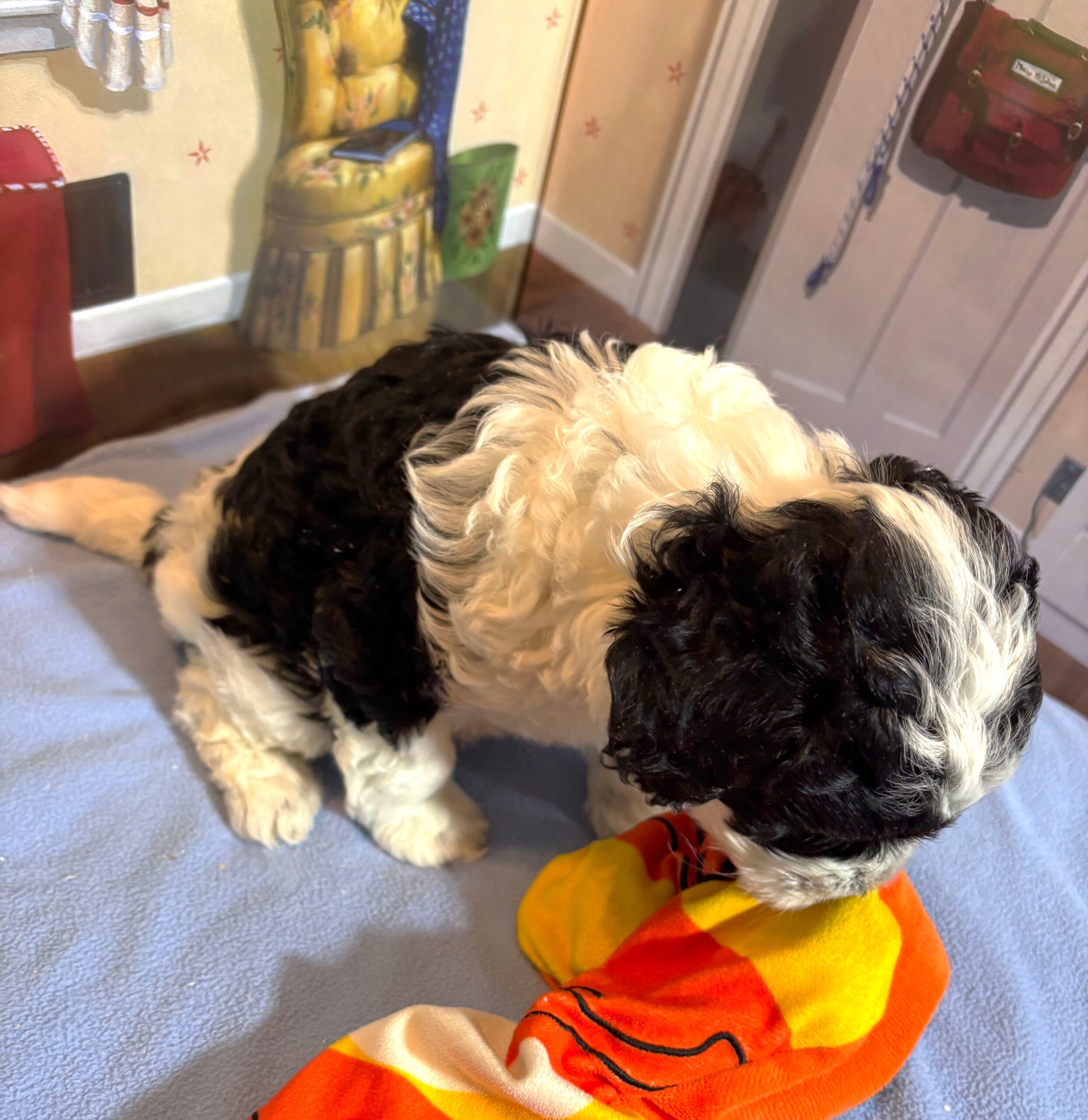 MURPHY – Schnoodle $2300