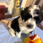 MURPHY – Schnoodle $2300
