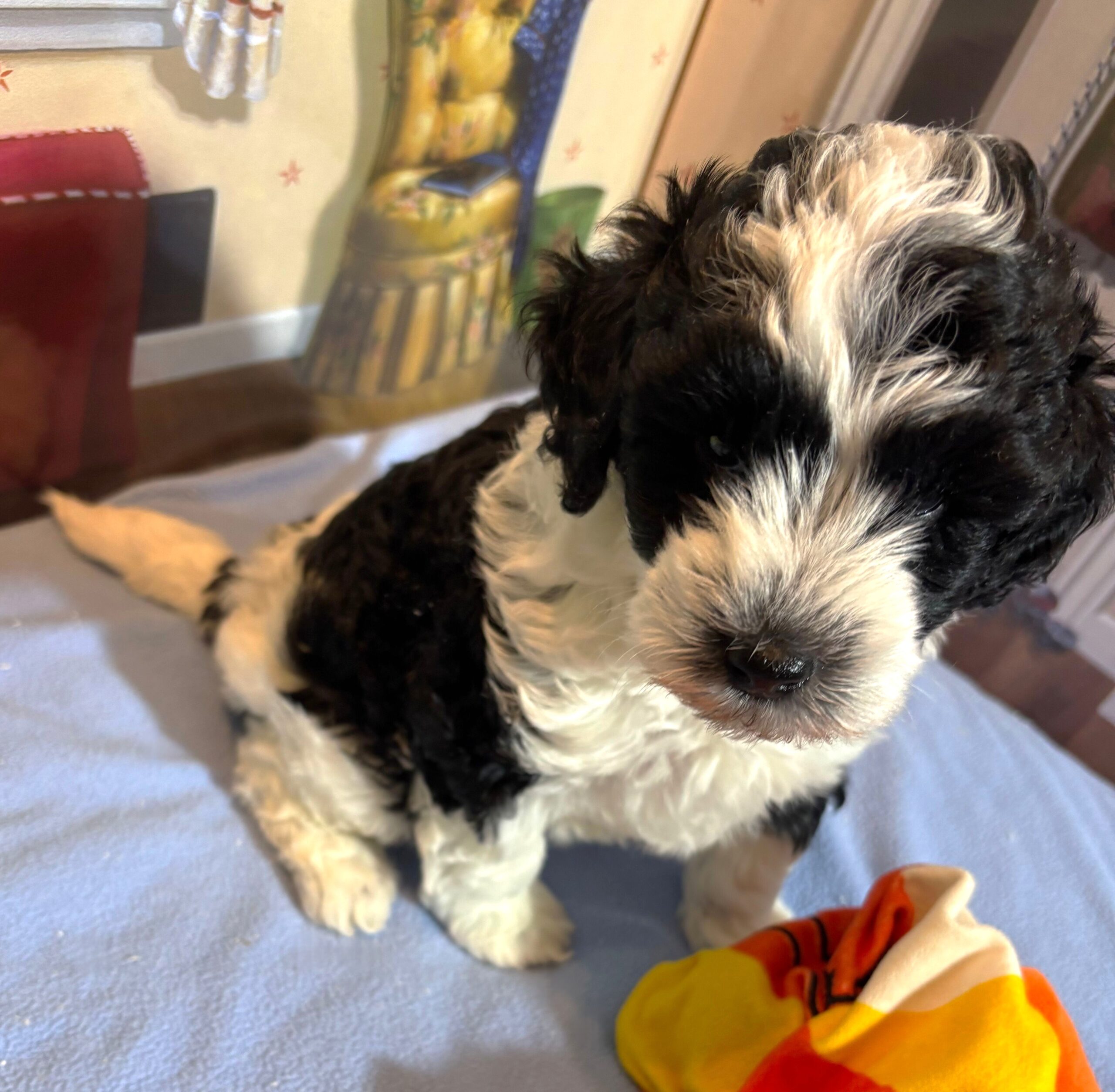 MURPHY – Schnoodle $2300