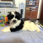 MURPHY – Schnoodle $2300
