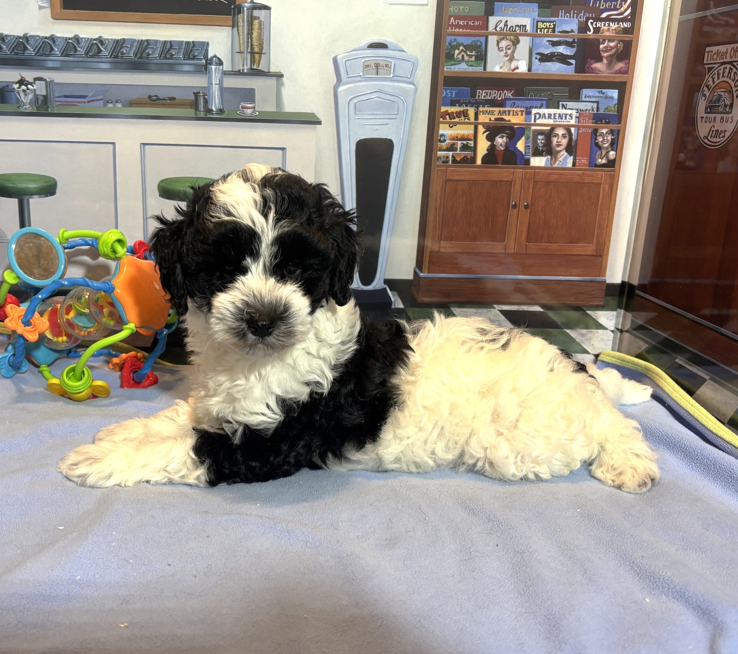 MURPHY – Schnoodle $2300