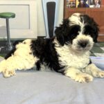 MURPHY – Schnoodle $2300