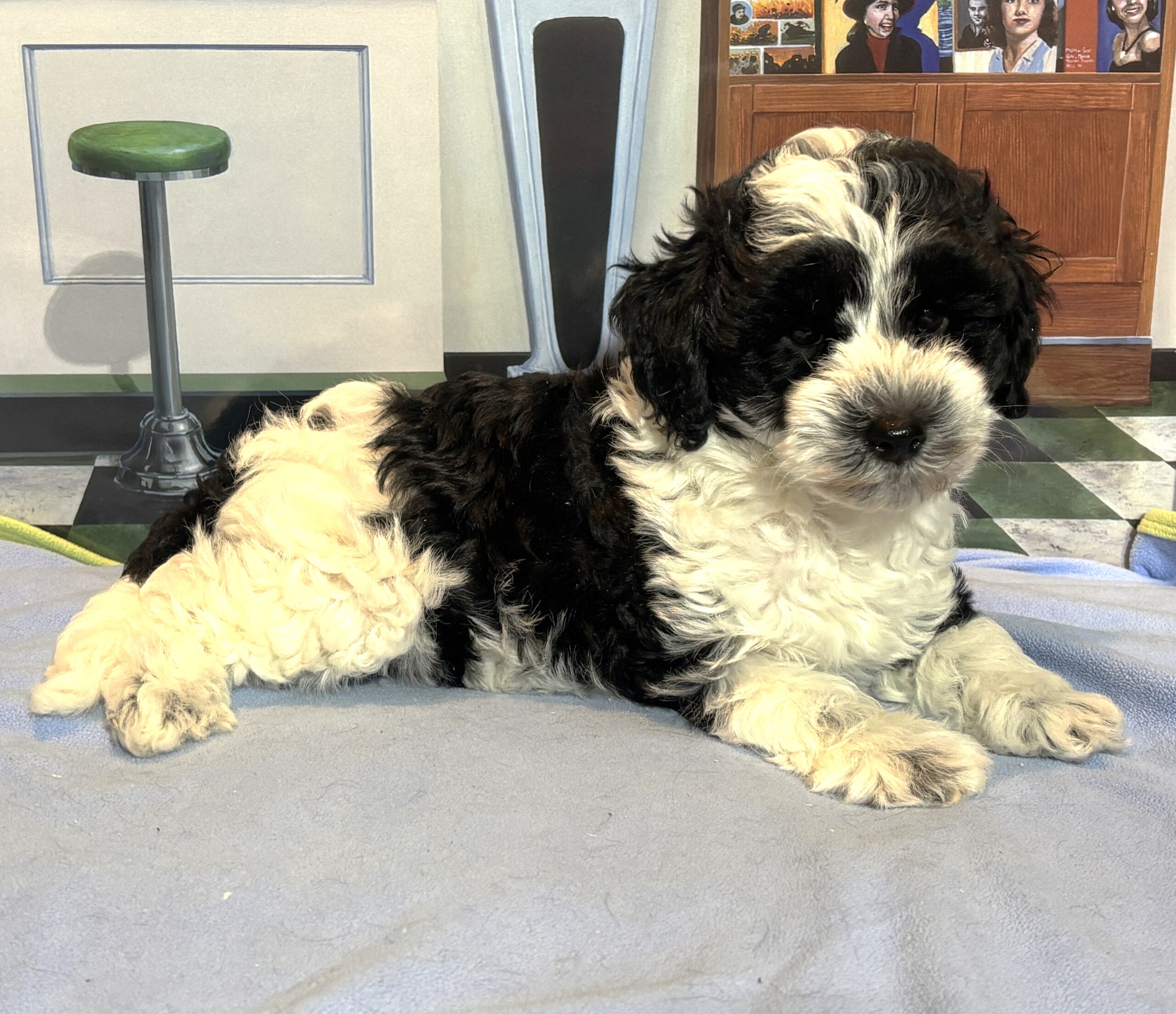 MURPHY – Schnoodle $2300
