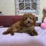 PARIS – Toy Poodle $3900