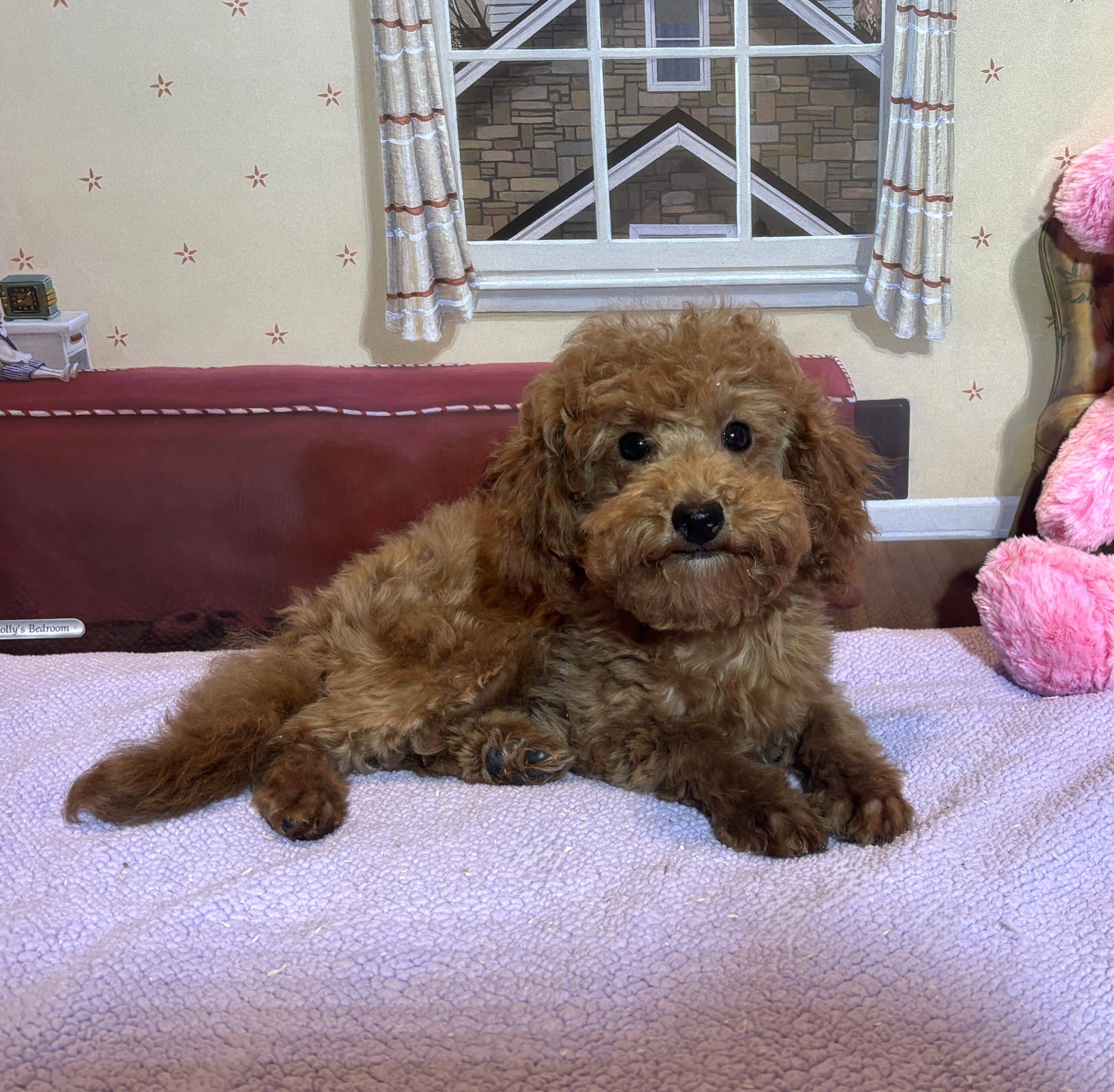 PARIS – Toy Poodle $3900