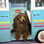 PARIS – AKC Toy Poodle NOW $3200
