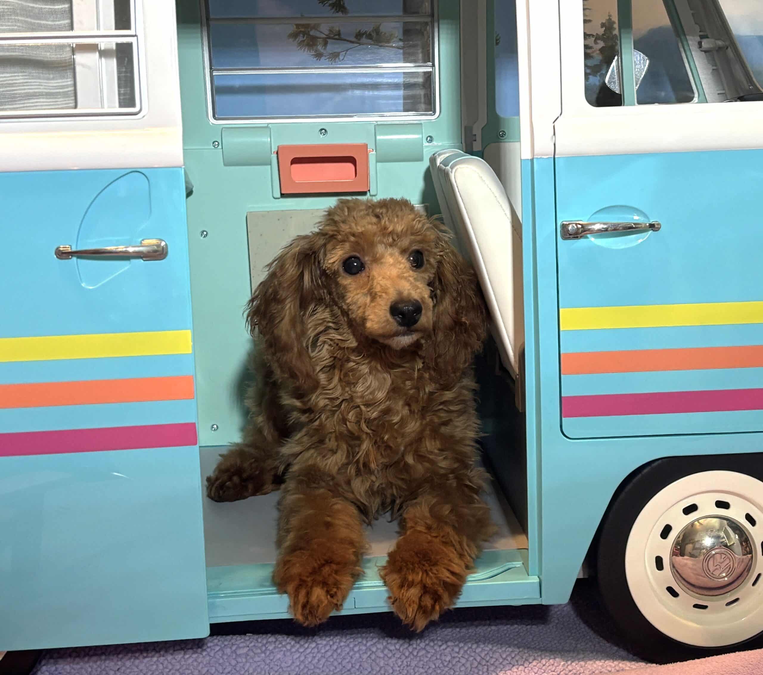 PARIS – AKC Toy Poodle NOW $3200