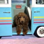 PARIS – AKC Toy Poodle NOW $3200