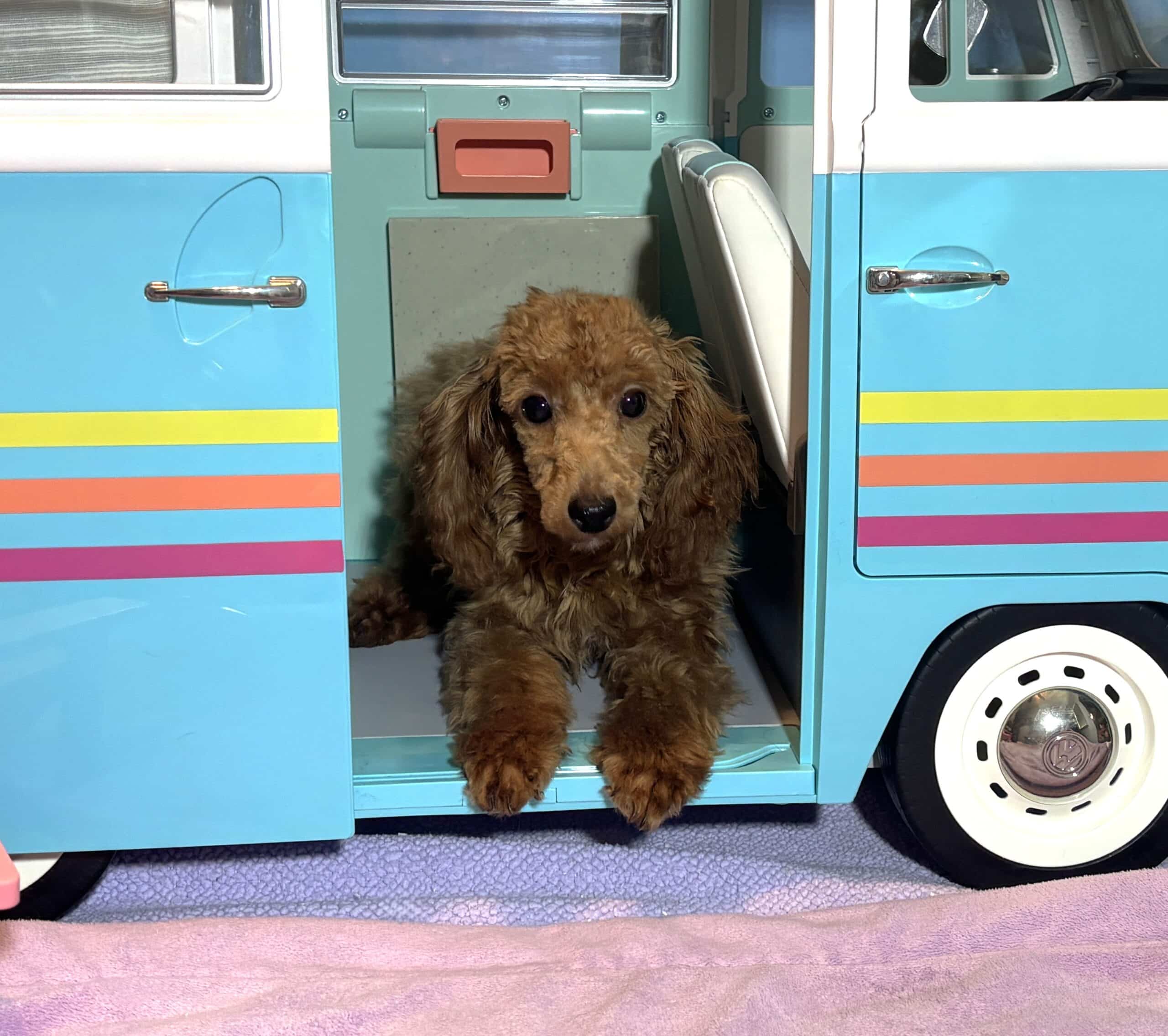PARIS – AKC Toy Poodle NOW $3200