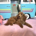 PARIS – AKC Toy Poodle NOW $3200