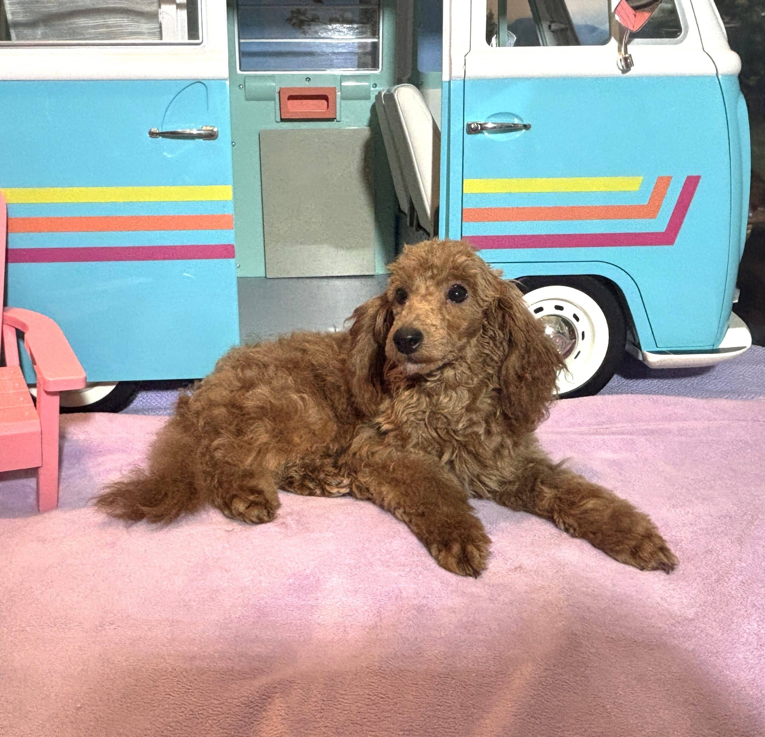 PARIS – AKC Toy Poodle NOW $3200
