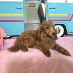 PARIS – AKC Toy Poodle NOW $3200