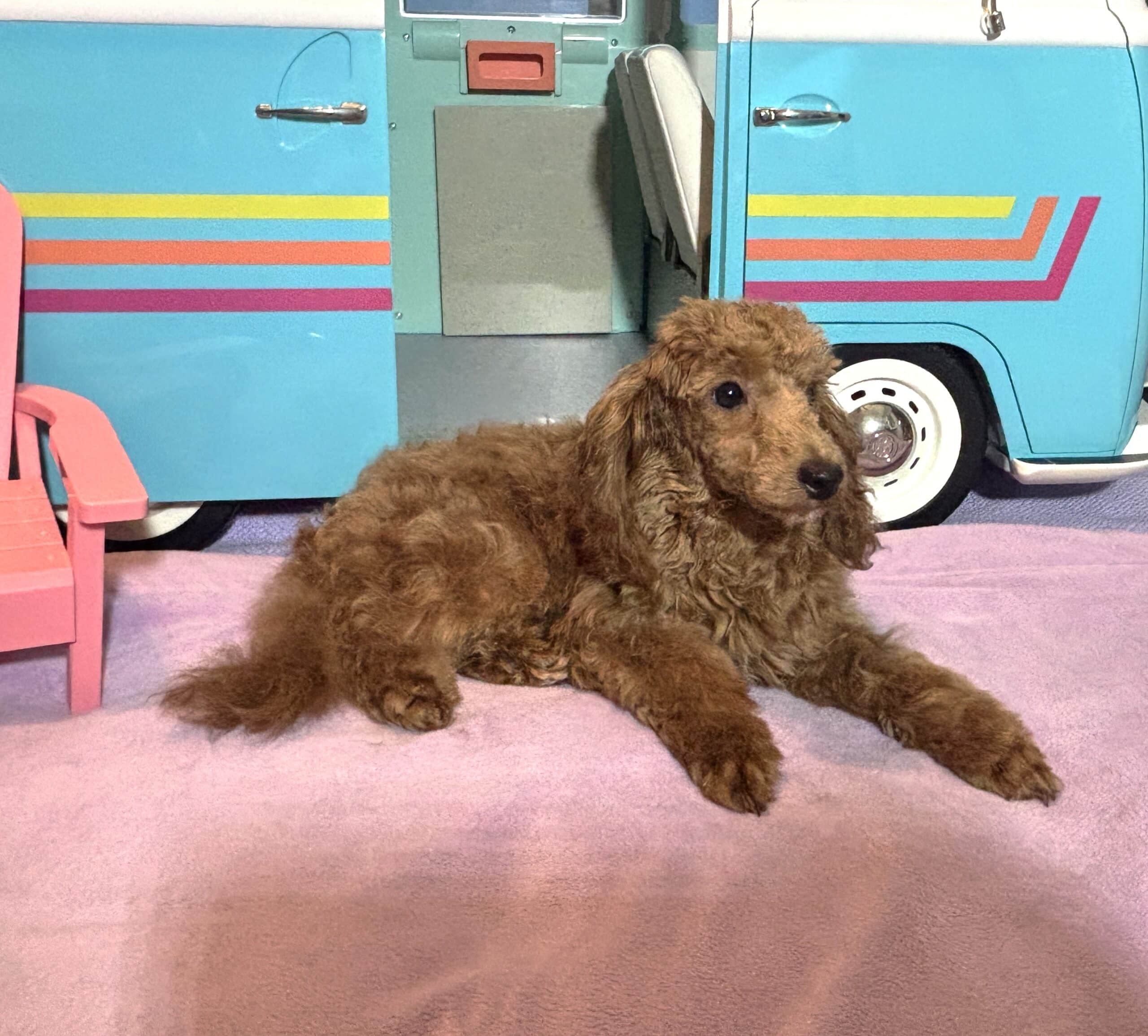 PARIS – AKC Toy Poodle NOW $3200