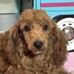 PARIS – AKC Toy Poodle NOW $3200