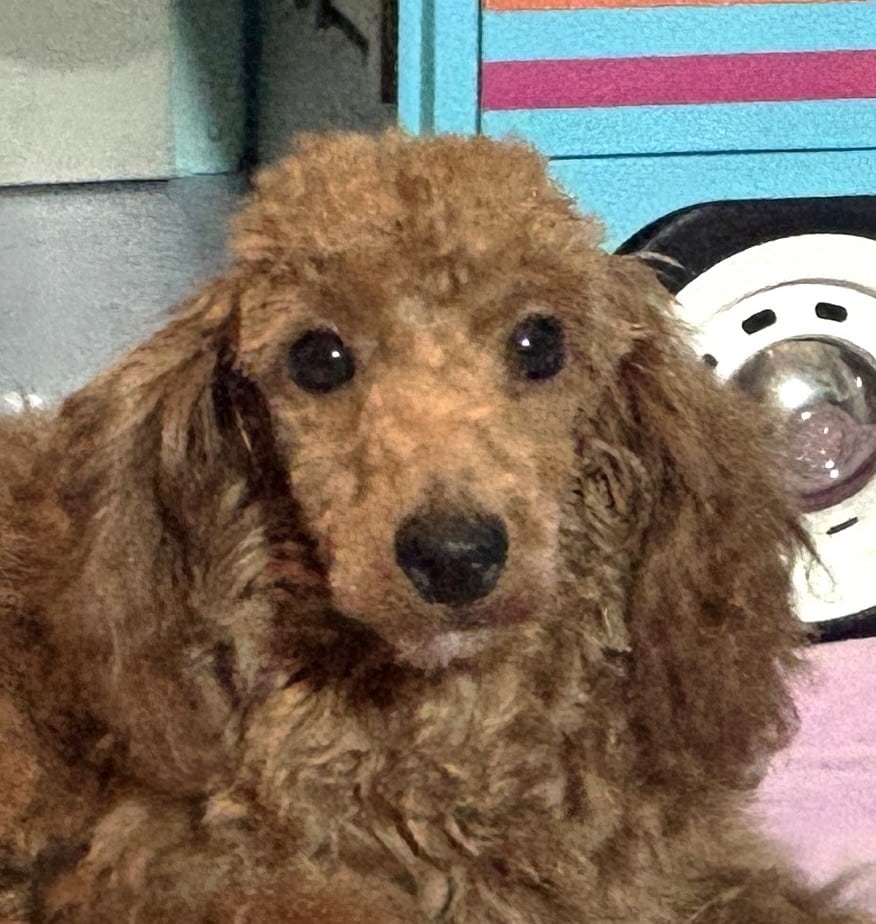 PARIS – AKC Toy Poodle NOW $3200