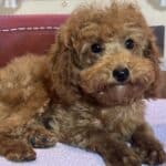 PARIS – Toy Poodle $3900