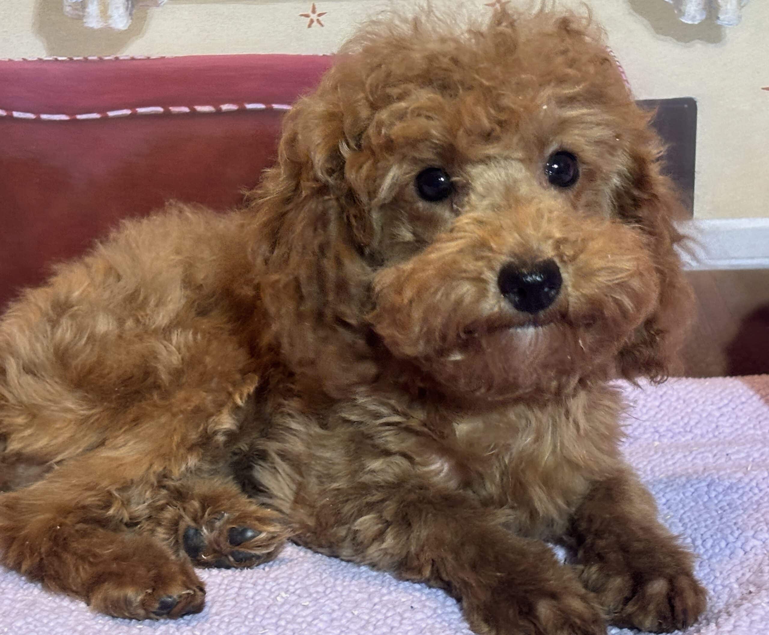 PARIS – Toy Poodle $3900