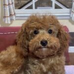 PARIS – Toy Poodle $3900