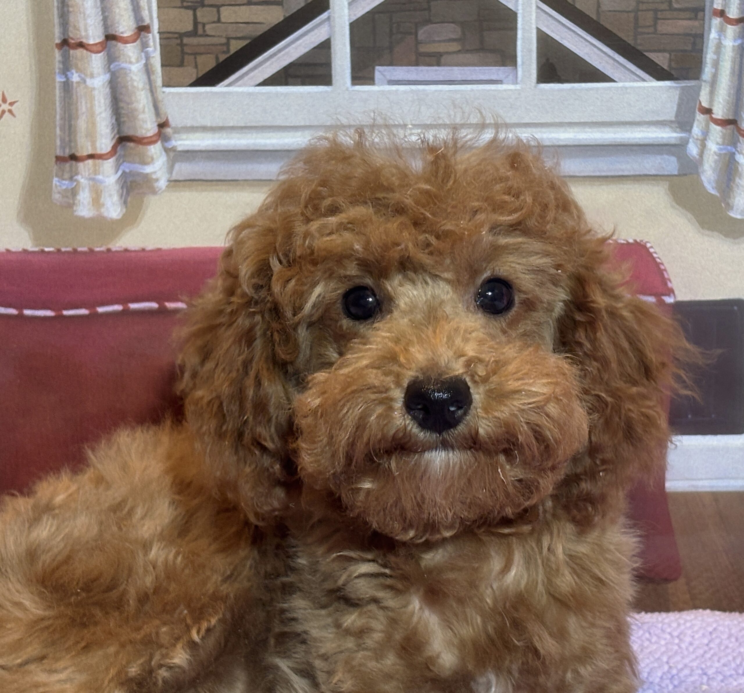 PARIS – Toy Poodle $3900