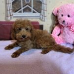 PARIS – Toy Poodle $3900