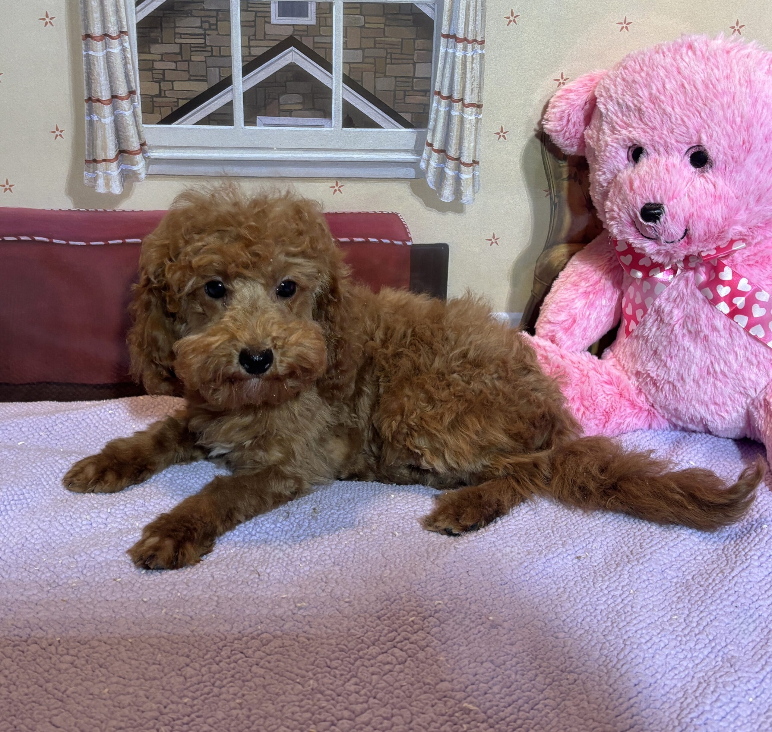 PARIS – Toy Poodle $3900