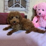 PARIS – Toy Poodle $3900