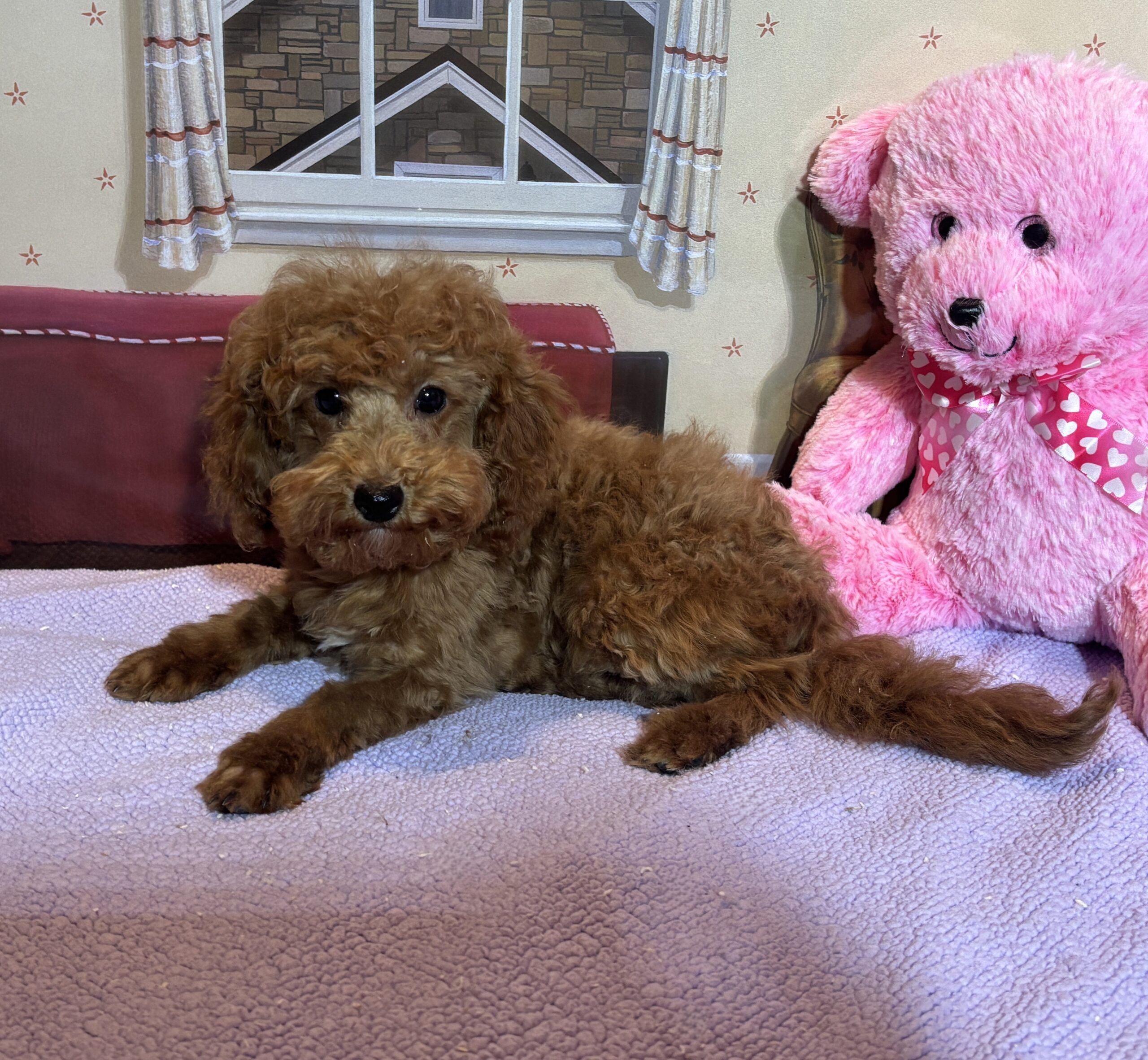 PARIS – Toy Poodle $3900