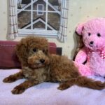 PARIS – Toy Poodle $3900