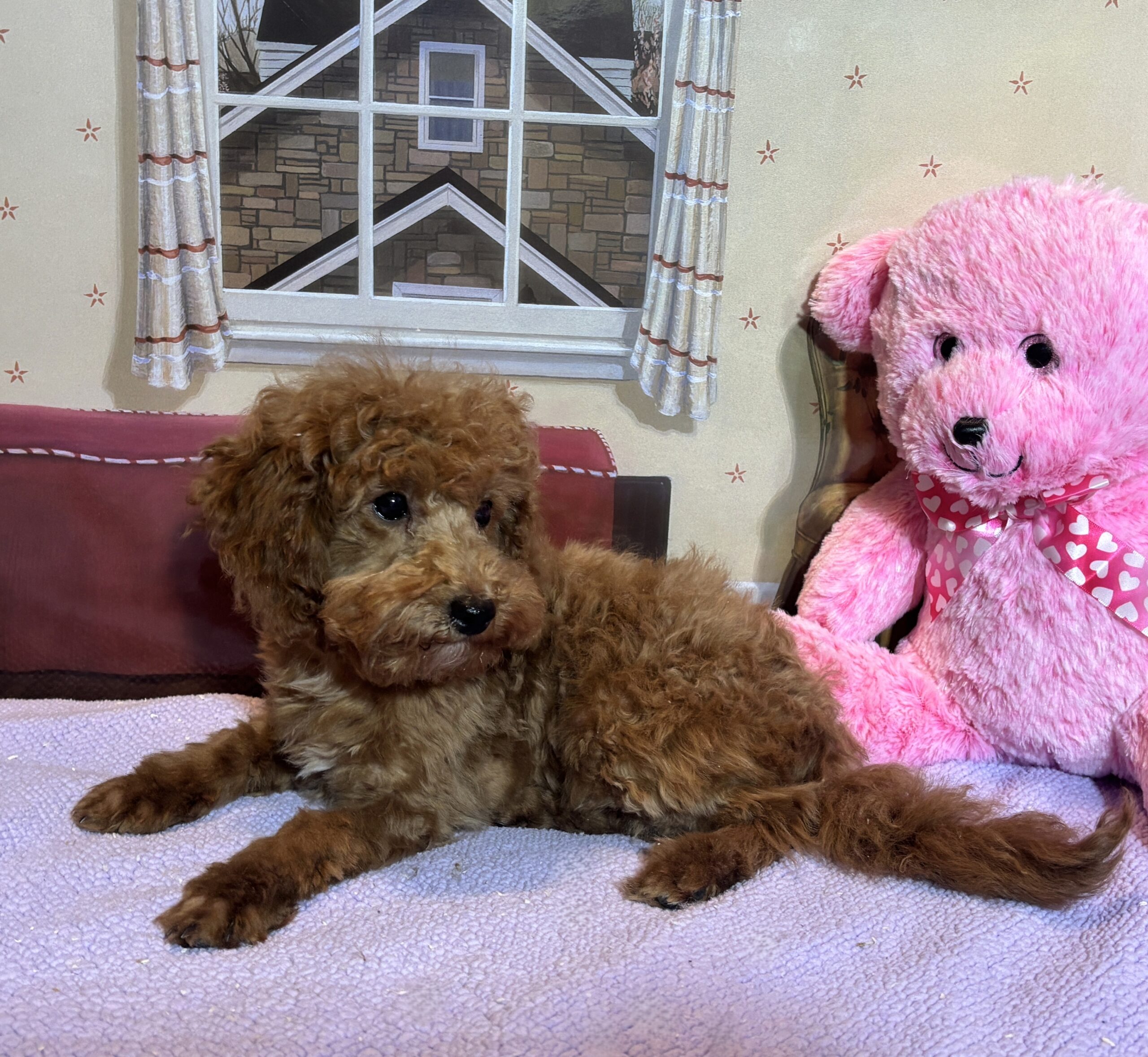 PARIS – Toy Poodle $3900