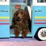 PARIS – AKC Toy Poodle NOW $3200
