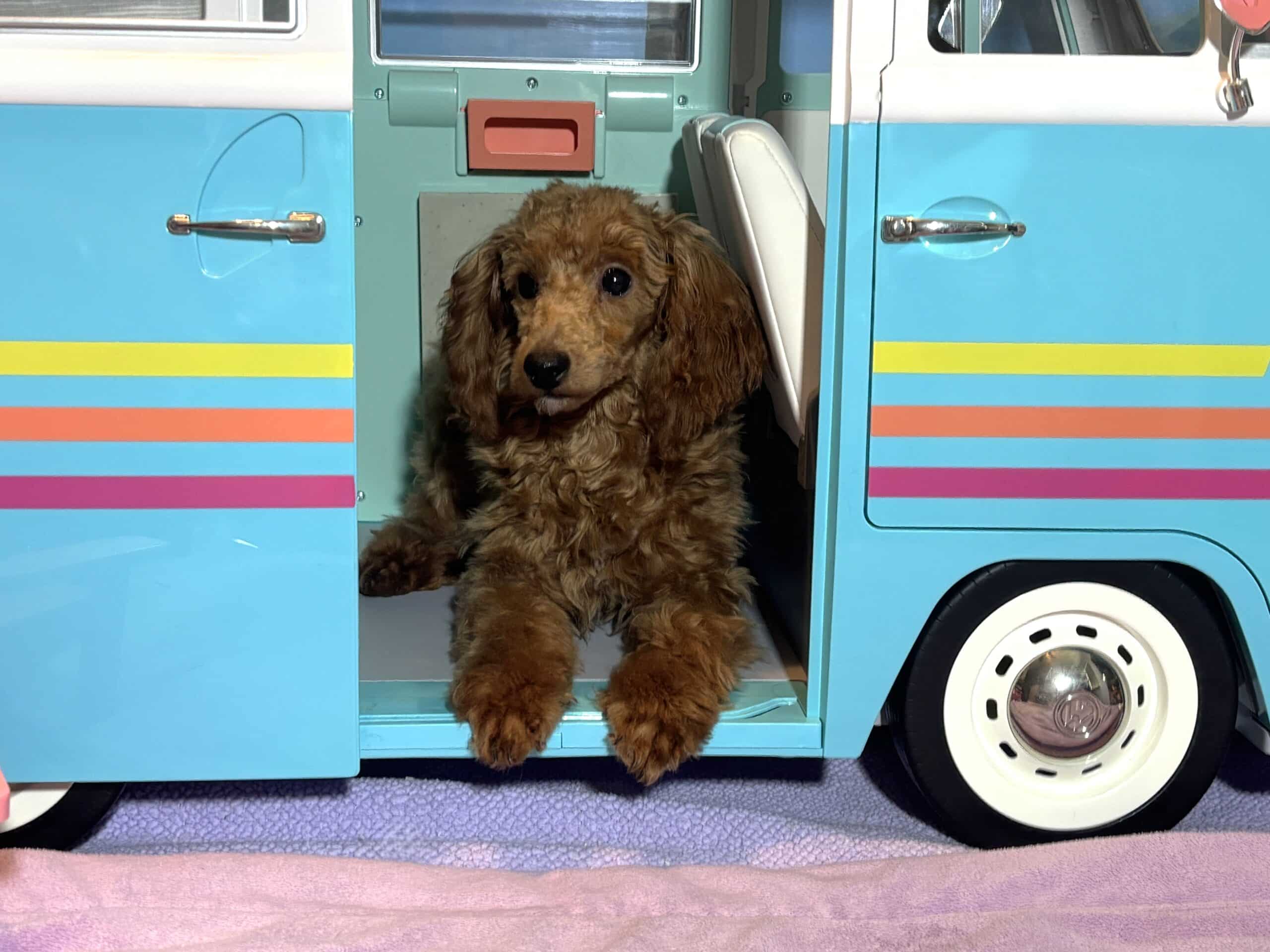 PARIS – AKC Toy Poodle NOW $3200