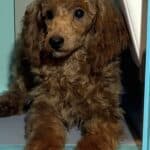 PARIS – AKC Toy Poodle NOW $3200