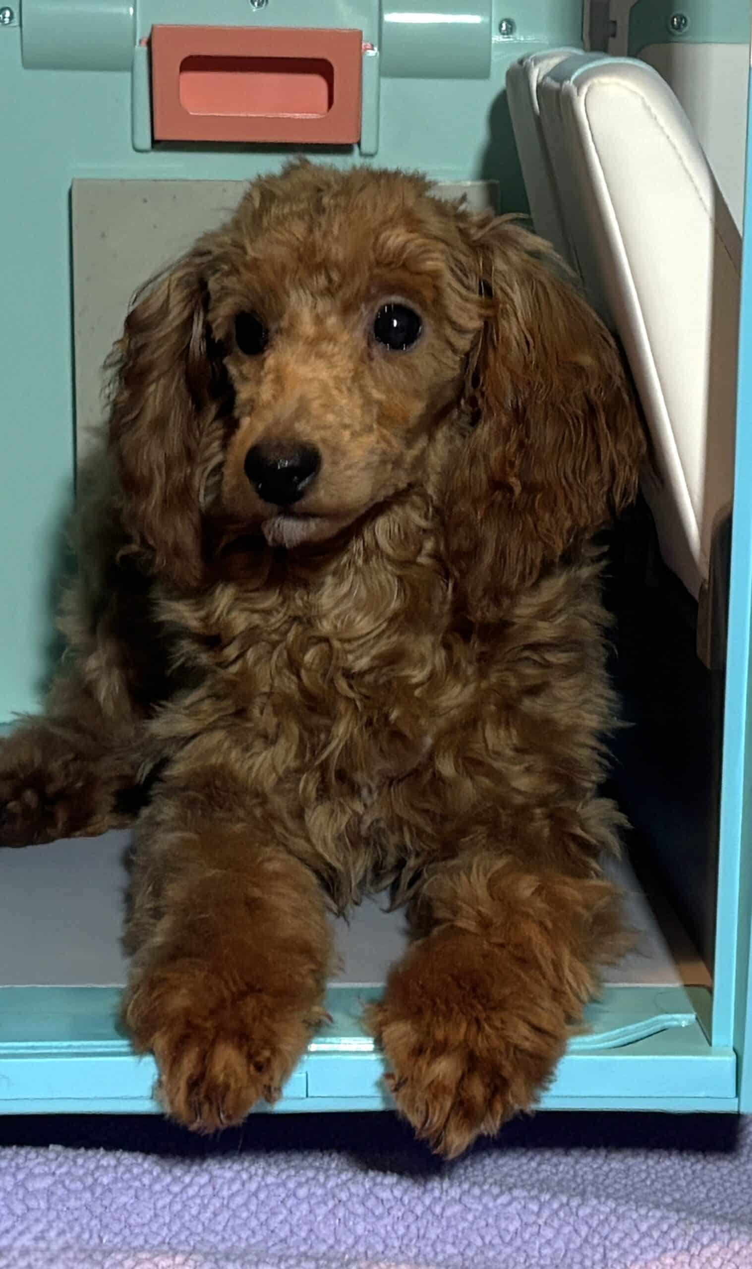 PARIS – AKC Toy Poodle NOW $3200