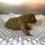 PORSCHE – Schnoodle $2500