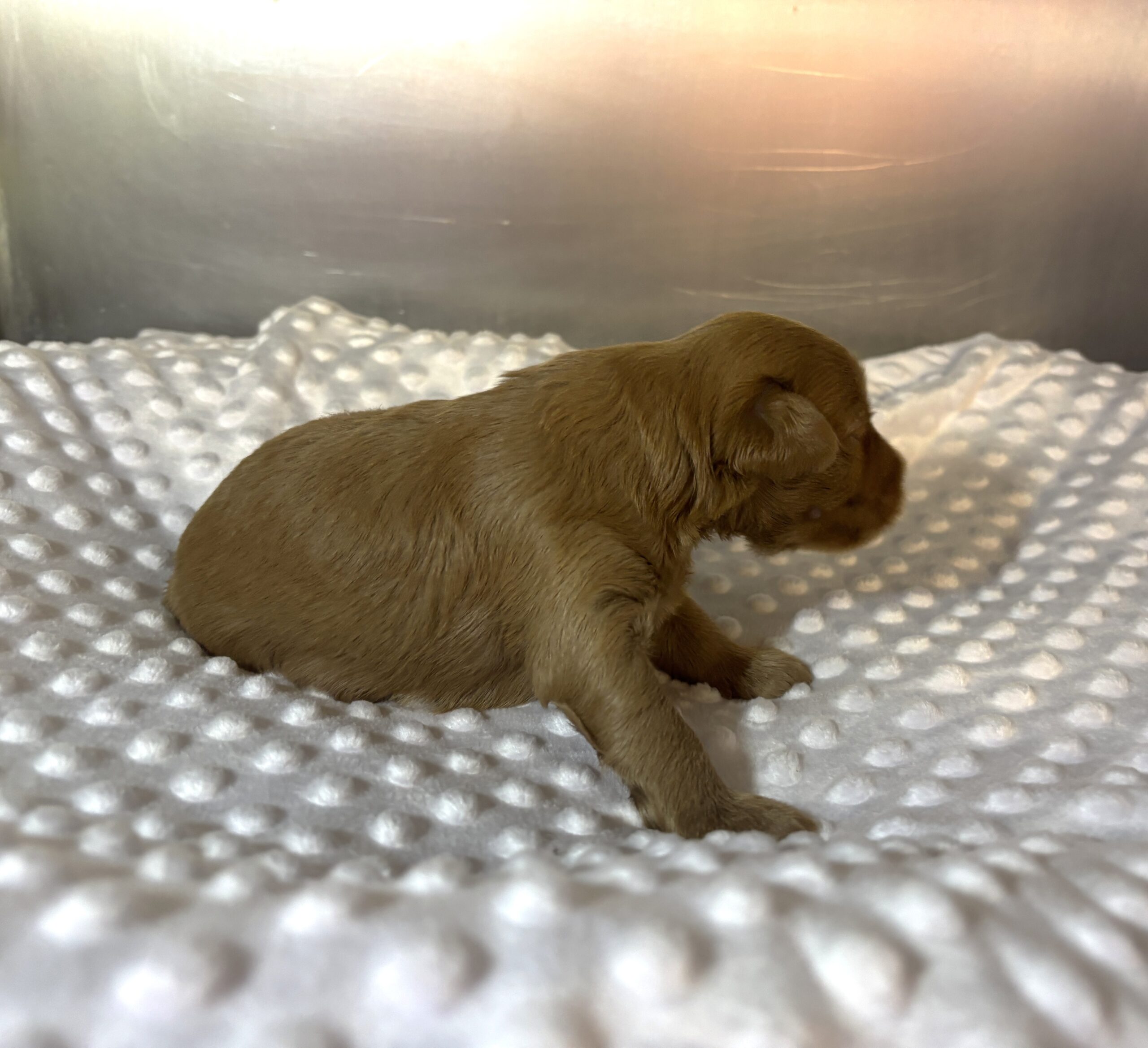 PORSCHE – Schnoodle $2500
