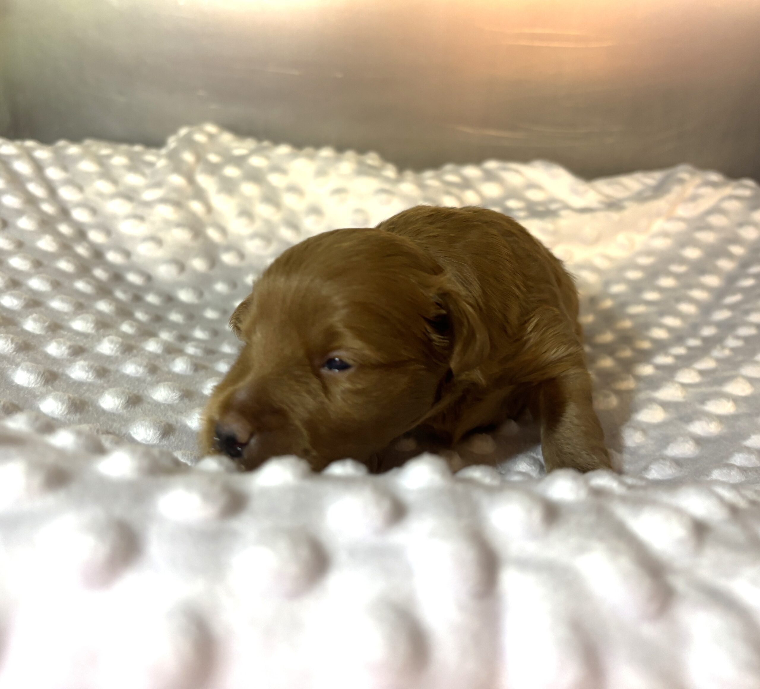 PORSCHE – Schnoodle $2500
