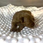 PORSCHE – Schnoodle $2500