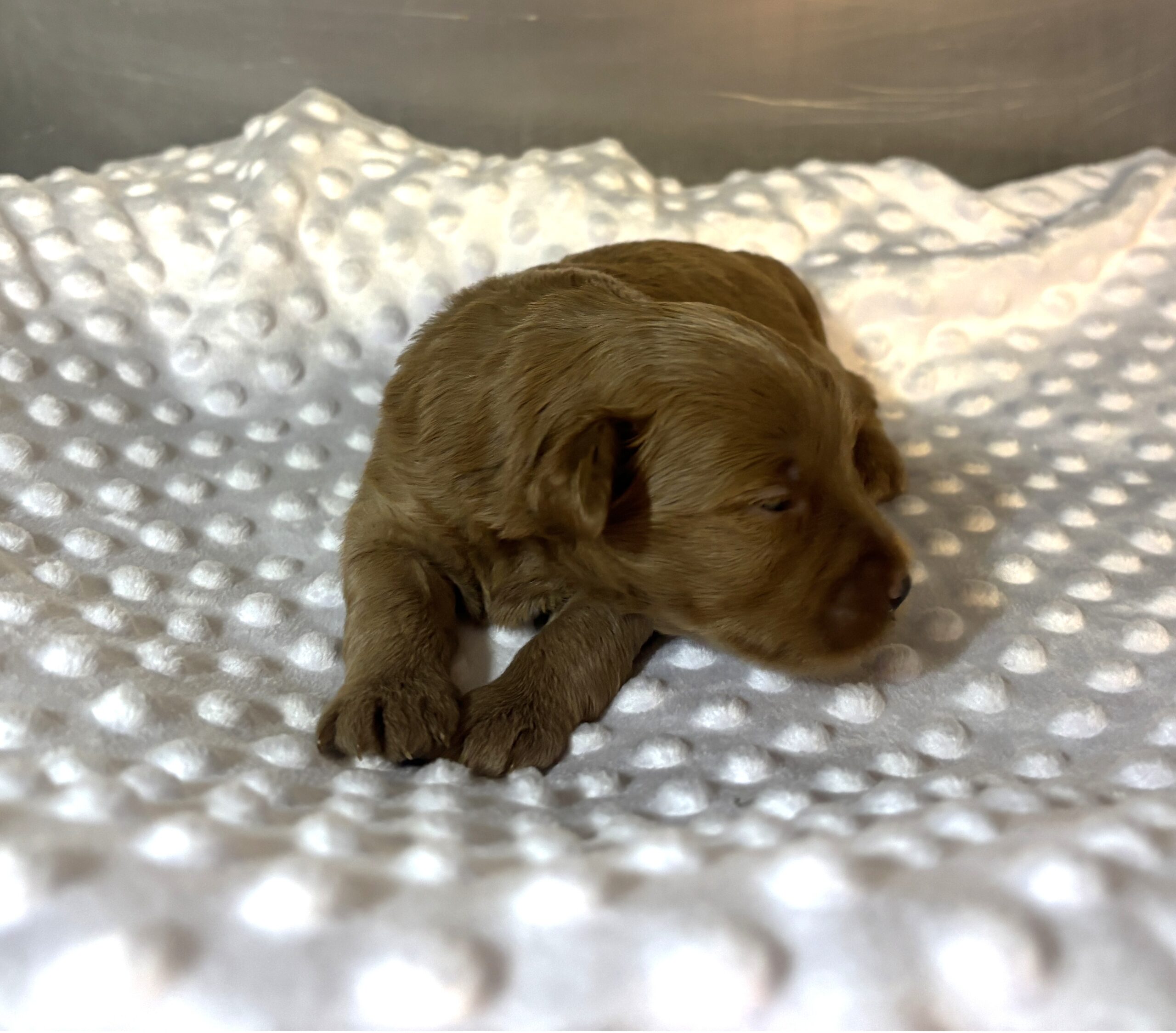 PORSCHE – Schnoodle $2500