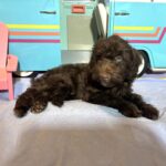 ARISTOTLE – Schnoodle $1900