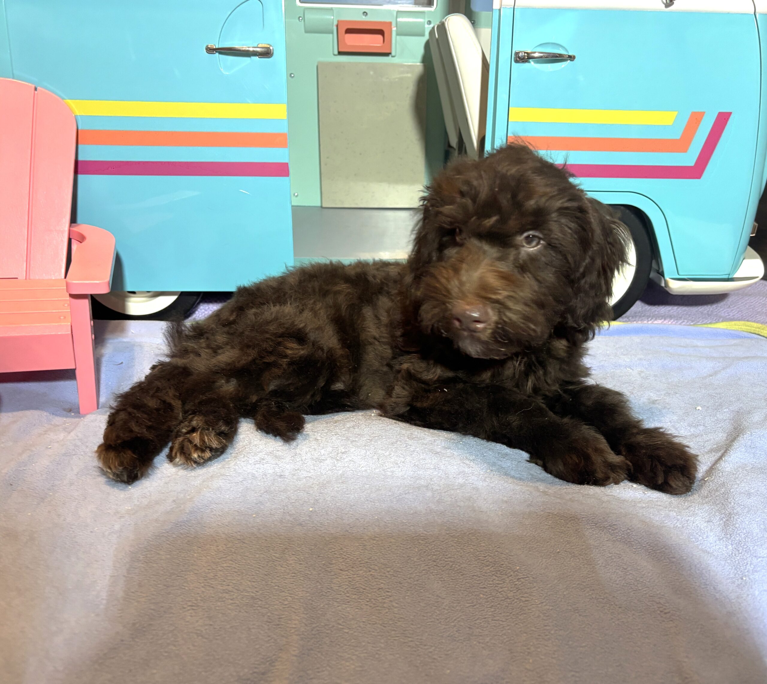 ARISTOTLE – Schnoodle $1900