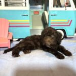 ARISTOTLE – Schnoodle $1900