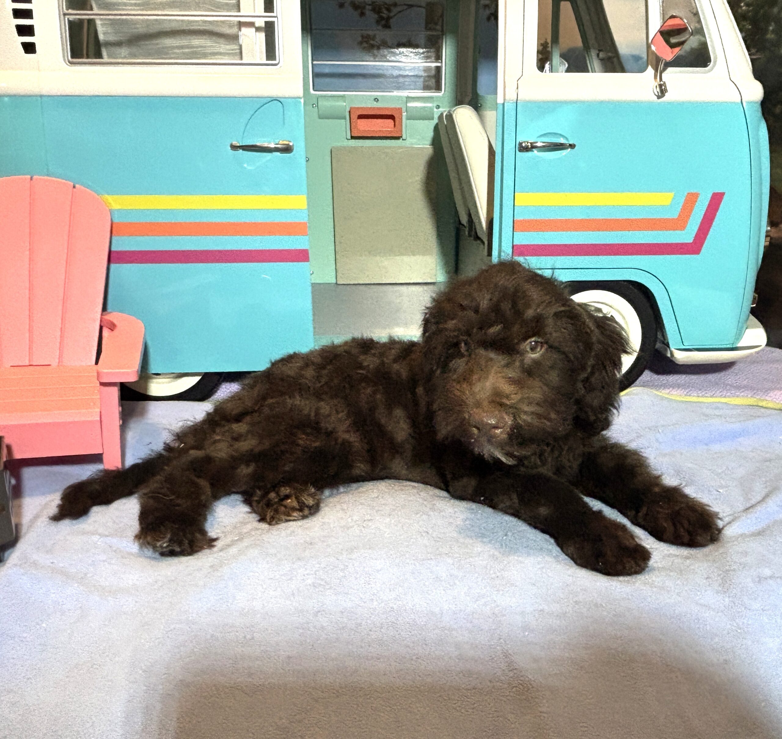 ARISTOTLE – Schnoodle $1900