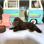 ARISTOTLE – Schnoodle $1900