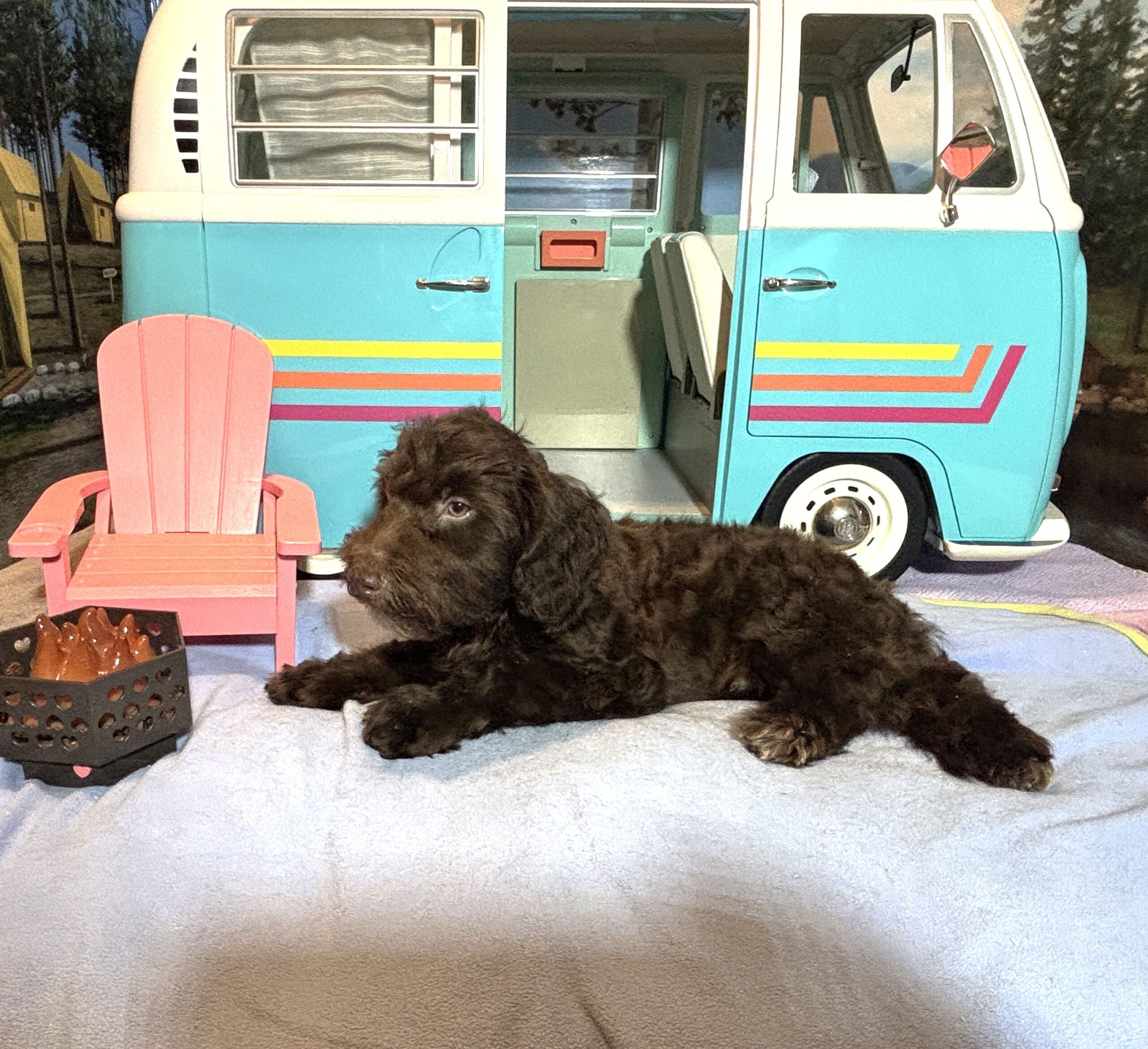 ARISTOTLE – Schnoodle $1900