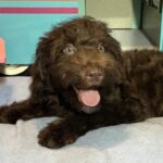 ARISTOTLE – Schnoodle $1900
